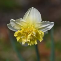 水仙(スイセン)の花が咲かない原因｜葉っぱしか出ないのは肥料が問題だった！？の画像