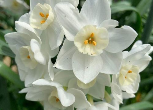 水仙 スイセン の花が咲かない原因 花後の管理方法は Greensnap グリーンスナップ