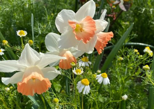 水仙 スイセン の種類 人気品種10選 ピンクや八重咲きの花もある Greensnap グリーンスナップ 水仙 スイセン の種類 人気品種10選 ピンクや八重咲きの花もある Greensnap グリーンスナップ