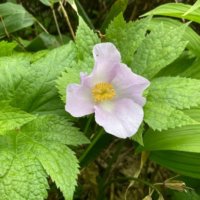 シラネアオイの育て方｜植え付けや植え替えの時期や方法は？の画像