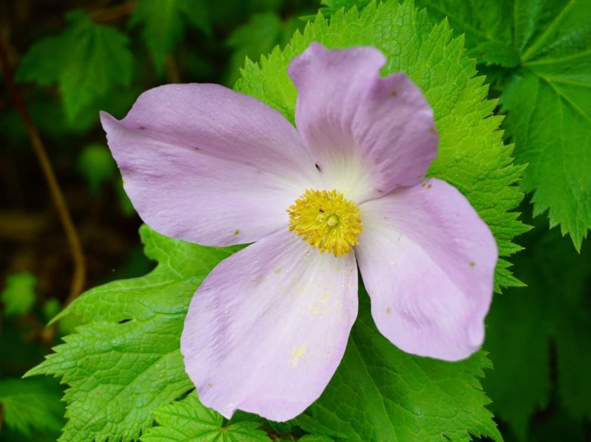 シラネアオイの花言葉 花の特徴や種類 開花時期は Greensnap グリーンスナップ