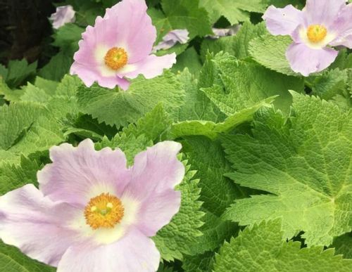 シラネアオイの花言葉 花の特徴や種類 開花時期は Greensnap グリーンスナップ