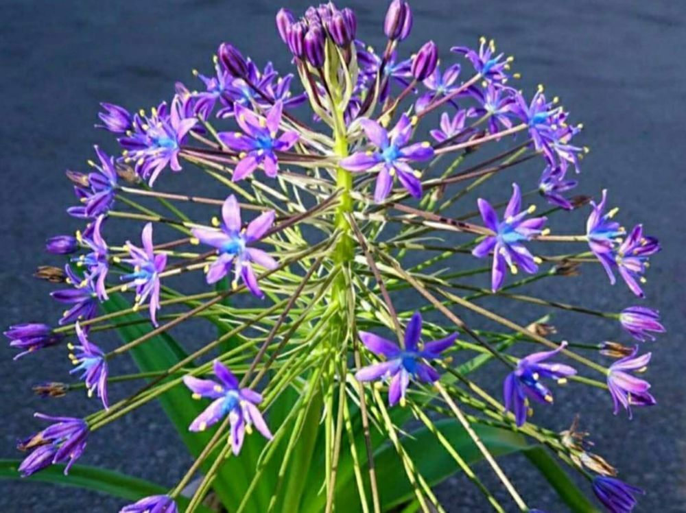 シラー　紫色の花