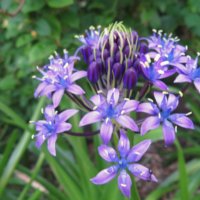 植え時 シラー ベルビアナ 球根 No.6 95g 残す
