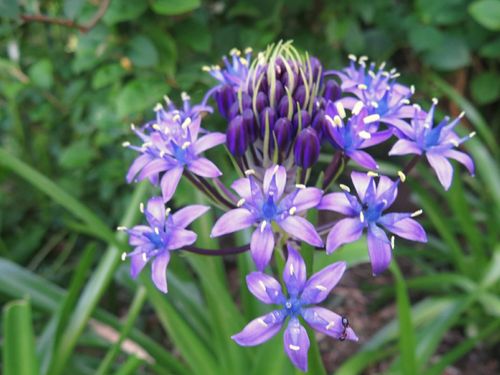 シラーの花言葉 花の特徴や種類 ネガティブな意味の由来は Greensnap グリーンスナップ