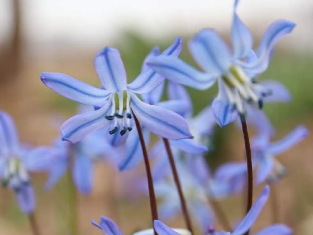 シラー　青紫色の花