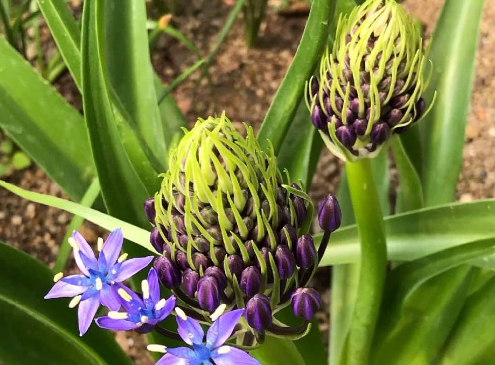 シラー　紫色の花