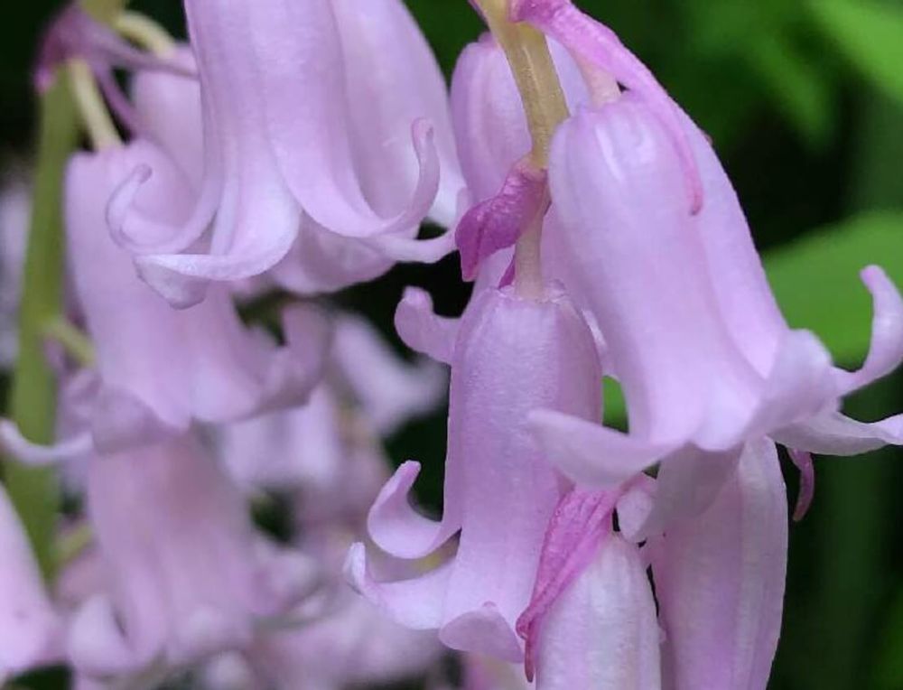 シラー　ピンク色の花