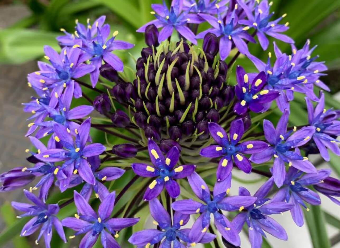 シラーの花言葉 花の特徴や種類 ネガティブな意味の由来は Greensnap グリーンスナップ