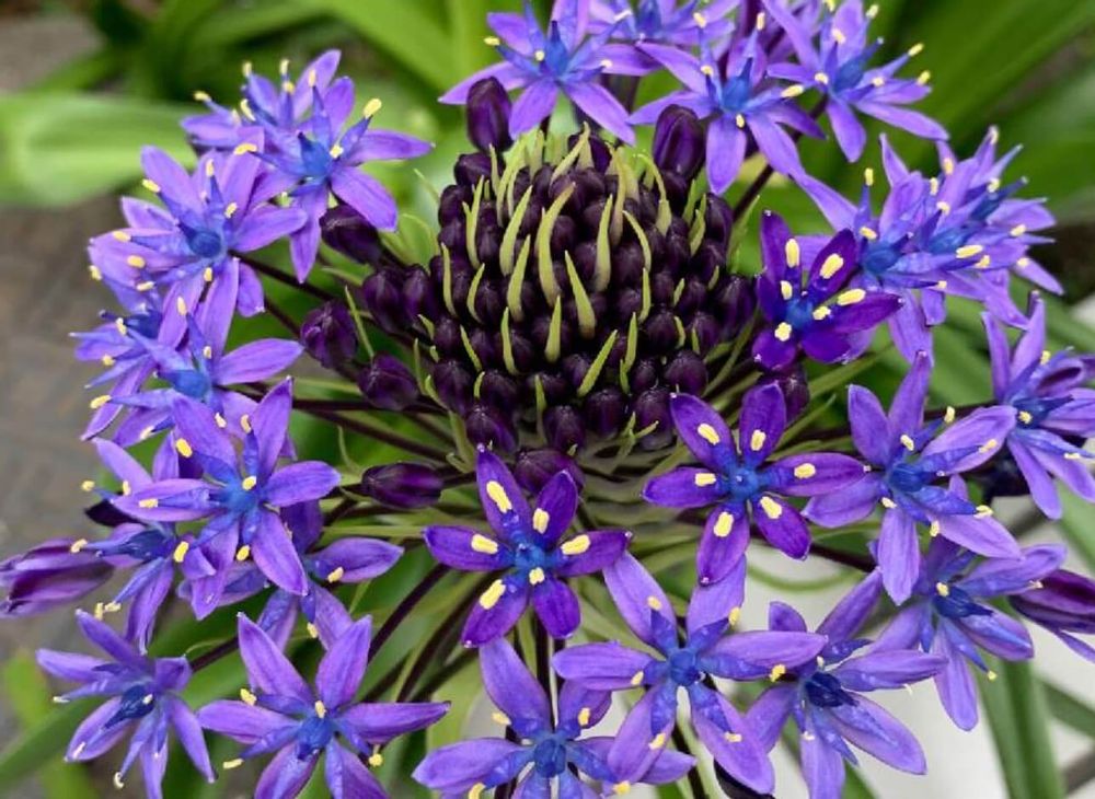 シラー　紫色の花