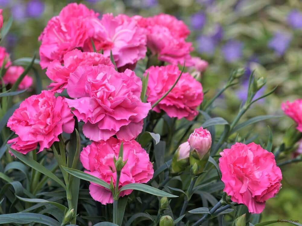 カーネーション