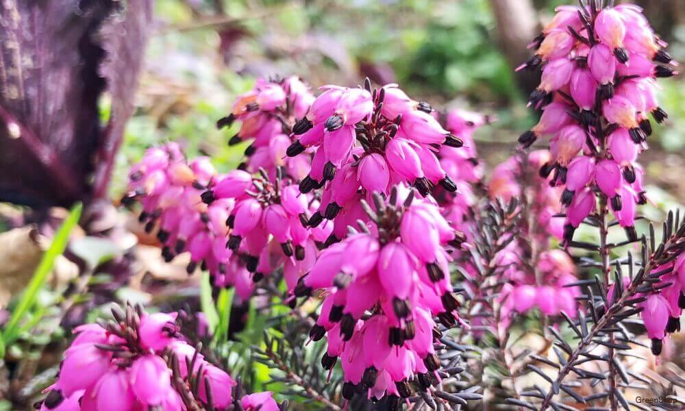 ジャノメエリカ