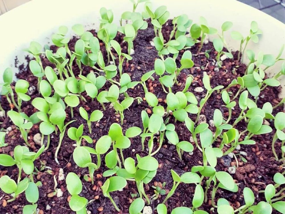 ストロベリーキャンドル　若葉