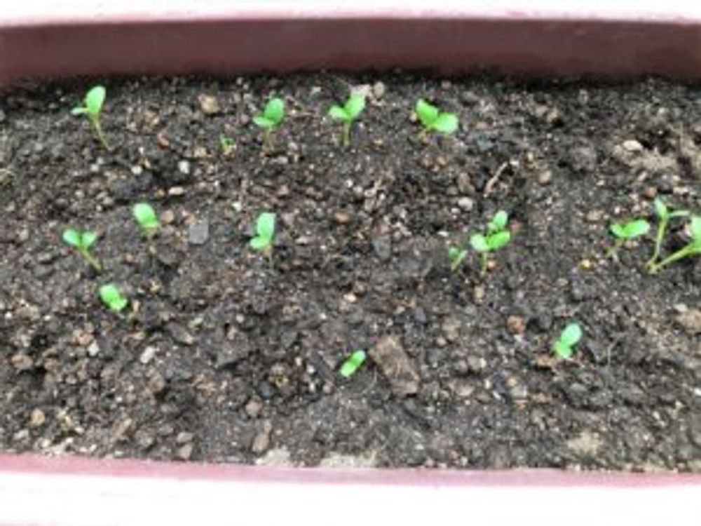 ストロベリーキャンドル　プランター　若葉