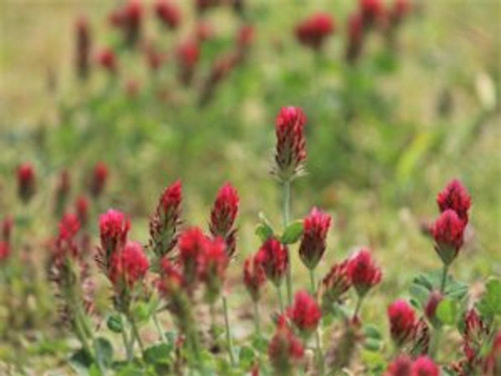 ストロベリーキャンドル　赤い花