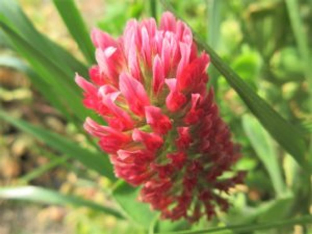 ストロベリーキャンドル　赤い花