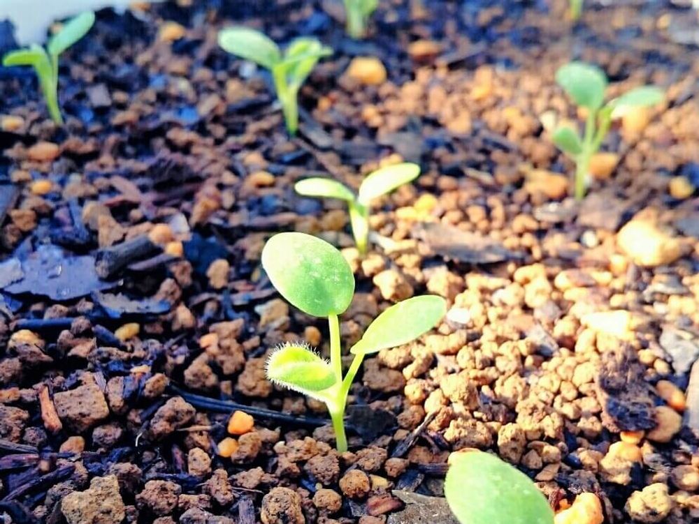 ストロベリーキャンドル　用土　若葉