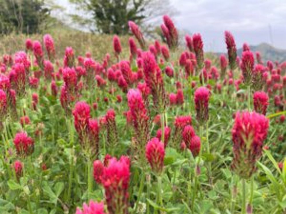 ストロベリーキャンドル　赤い花