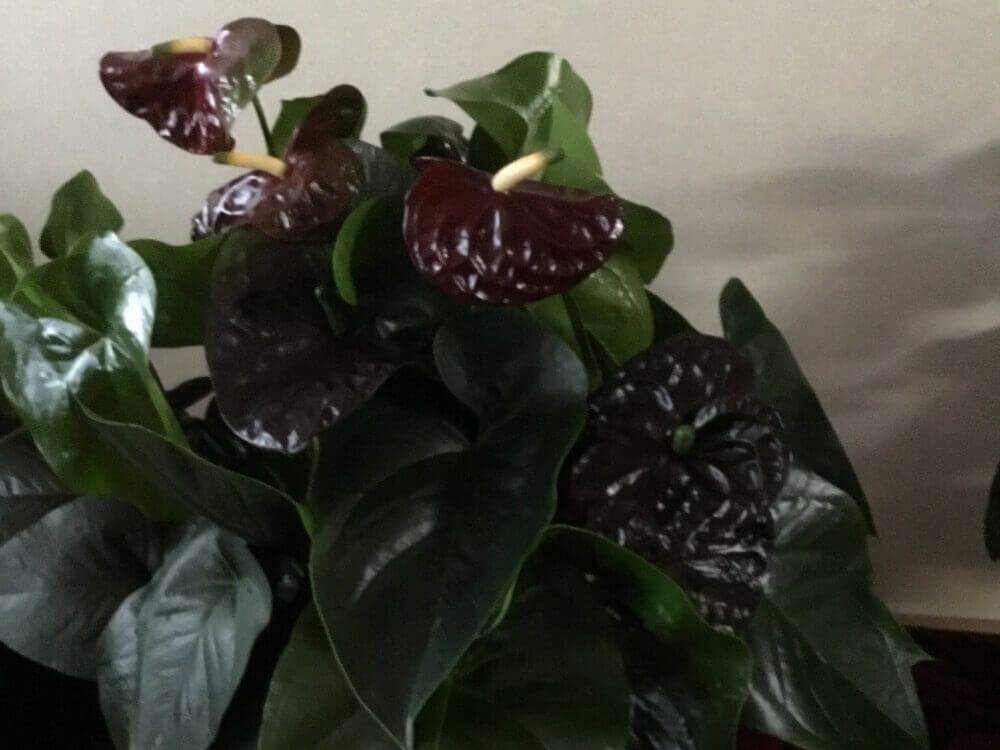 アンスリウム　ブラッククイーン　黒色