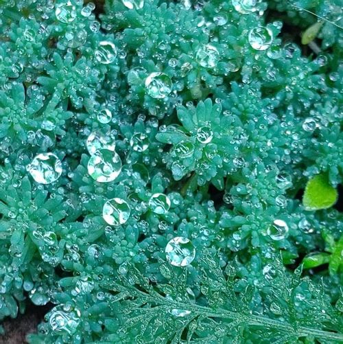 多肉植物の水やり 頻度やタイミングは 夏と冬で方法は違う Greensnap グリーンスナップ