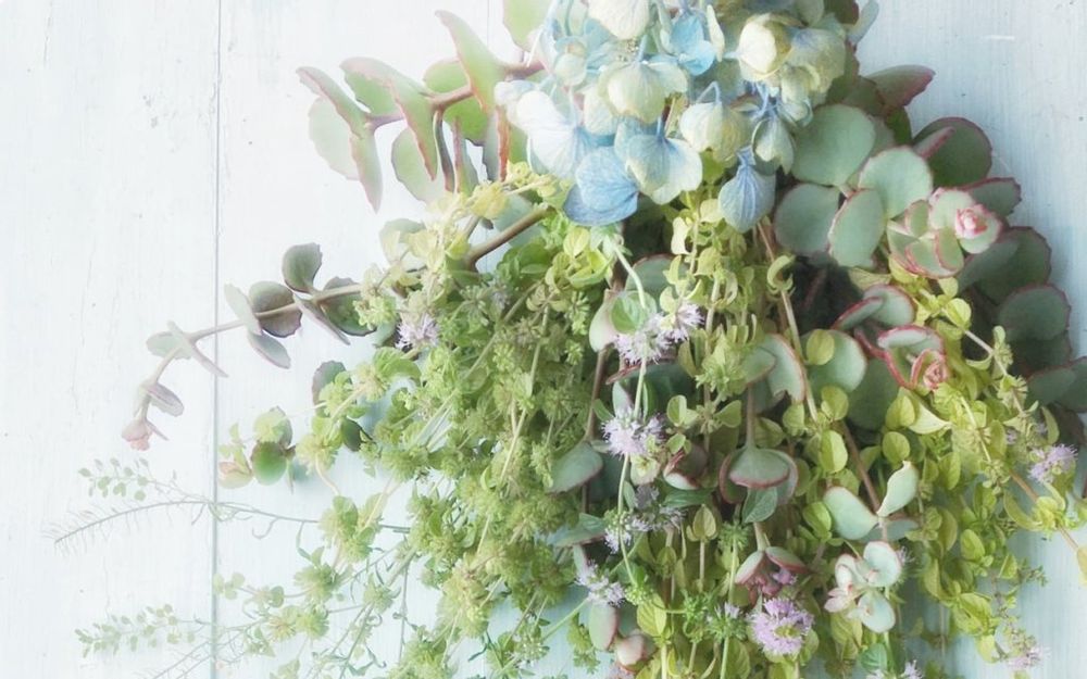 ペニーロイヤルミント