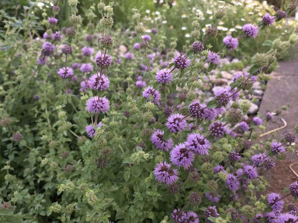 ペニーロイヤルミント