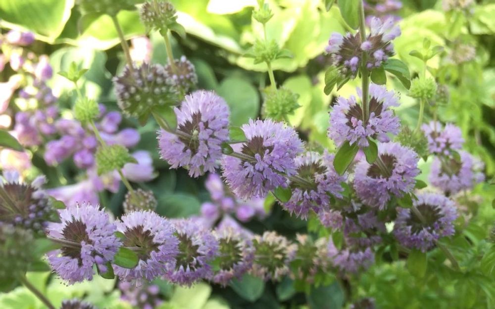 ペニーロイヤルミント