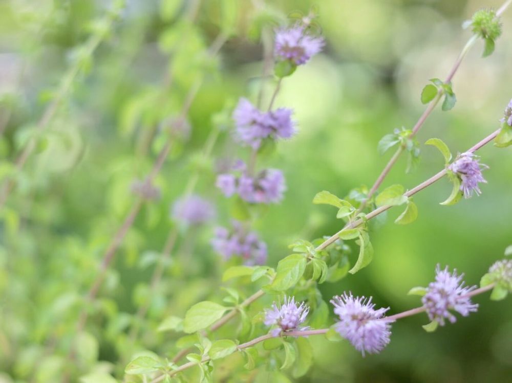 ペニーロイヤルミント