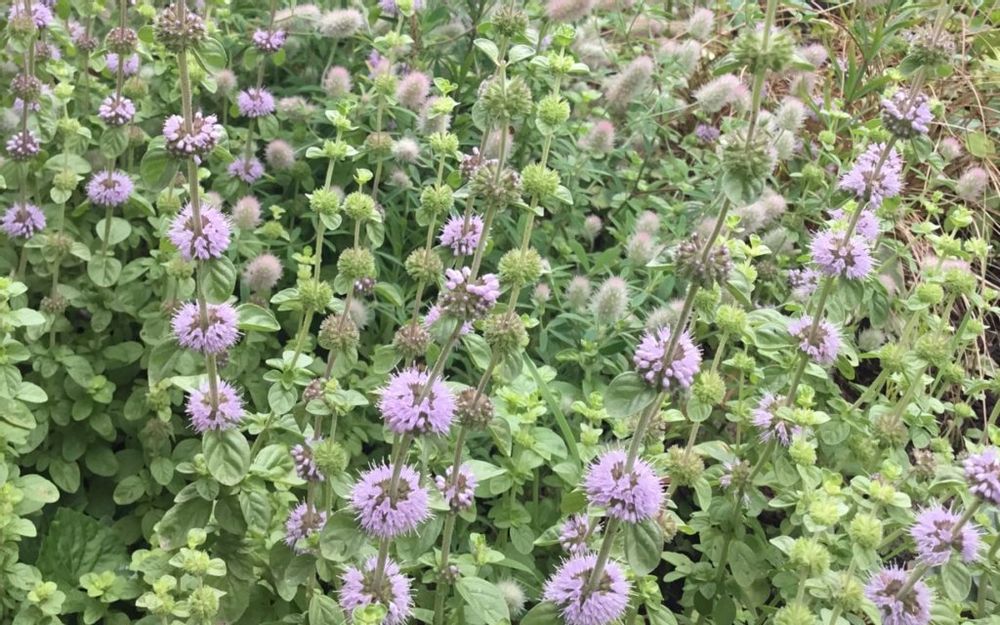 ペニーロイヤルミント