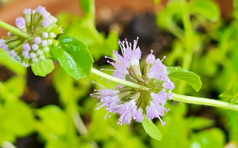 ペニーロイヤルミント