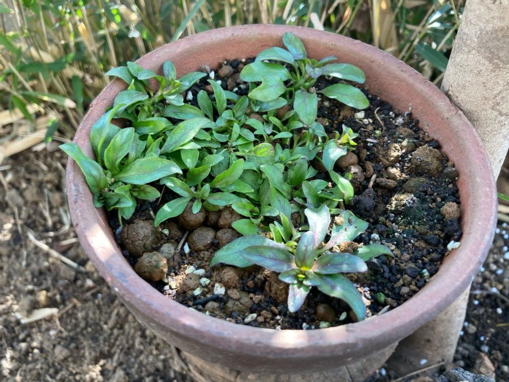 ペニーロイヤルミント