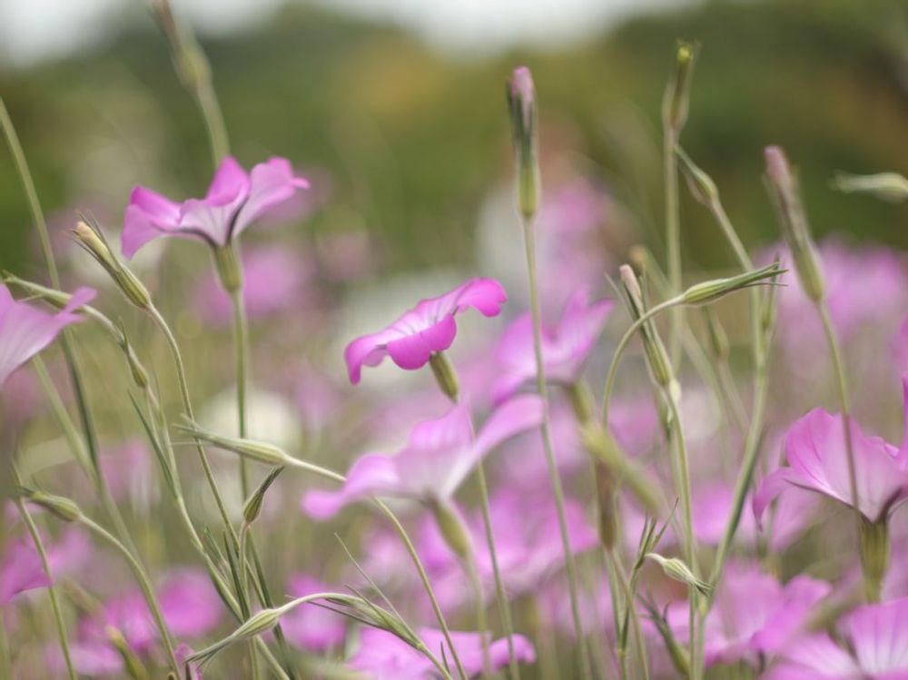 アグロステンマ　赤紫色の花