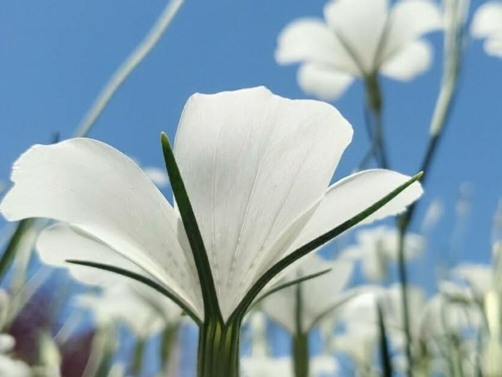 アグロステンマ　白い花