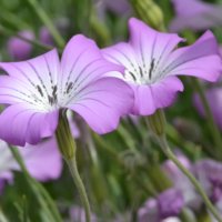 アグロステンマの育て方｜種まきや苗植えのコツは？こぼれ種でも育つ？の画像