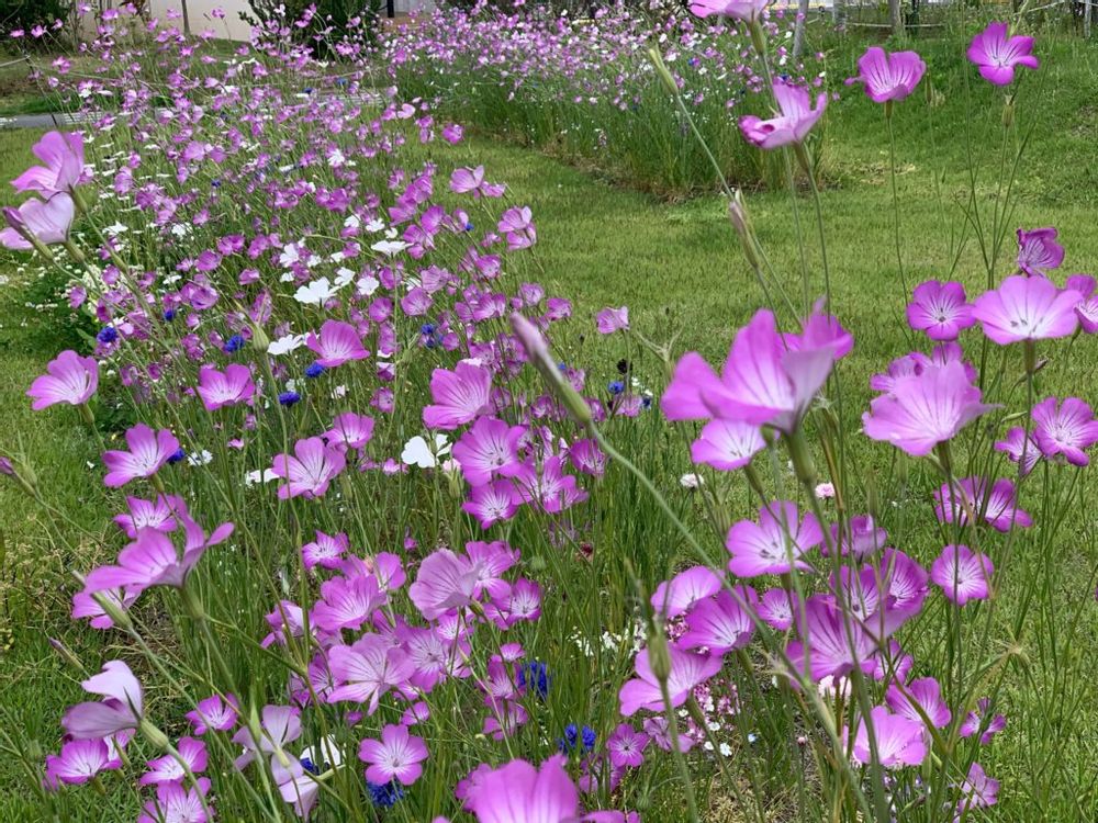 アグロステンマ　紫色の花