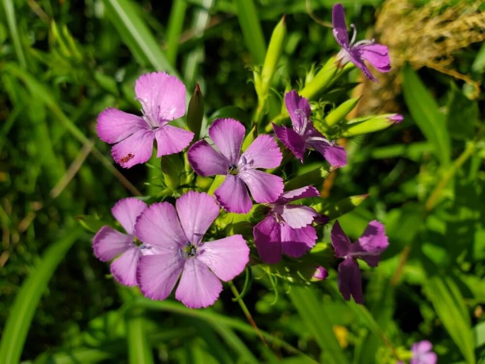 アグロステンマ　紫色の花