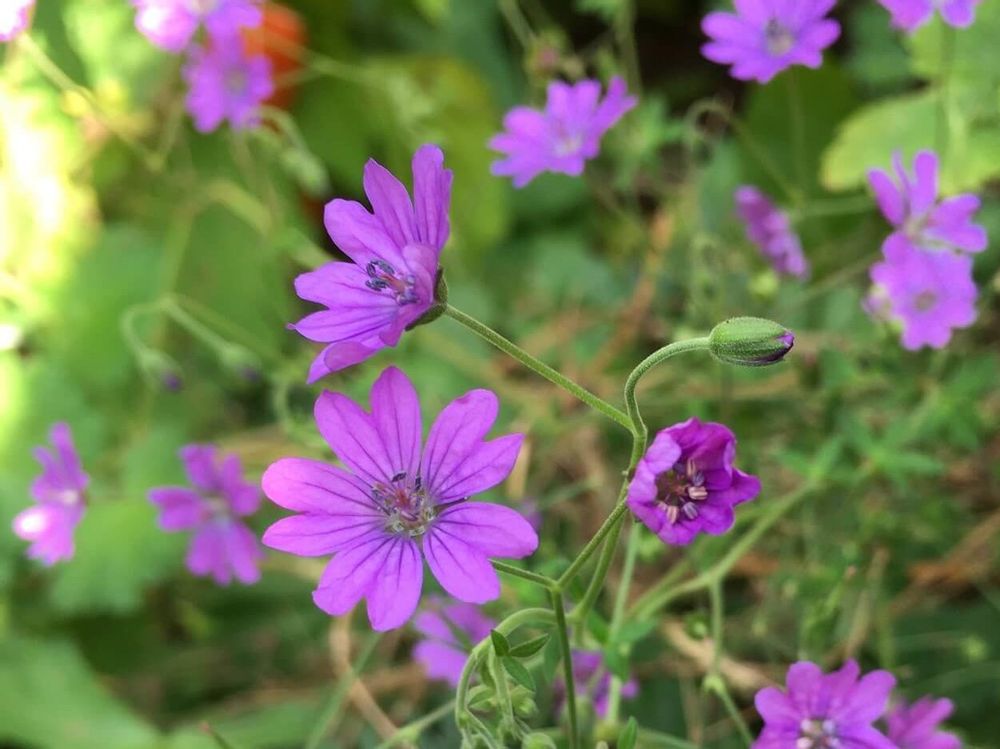 アグロステンマ　紫色の花