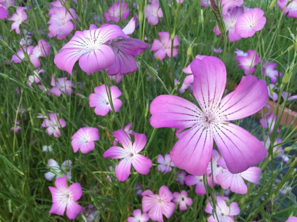 アグロステンマ　紫色の花