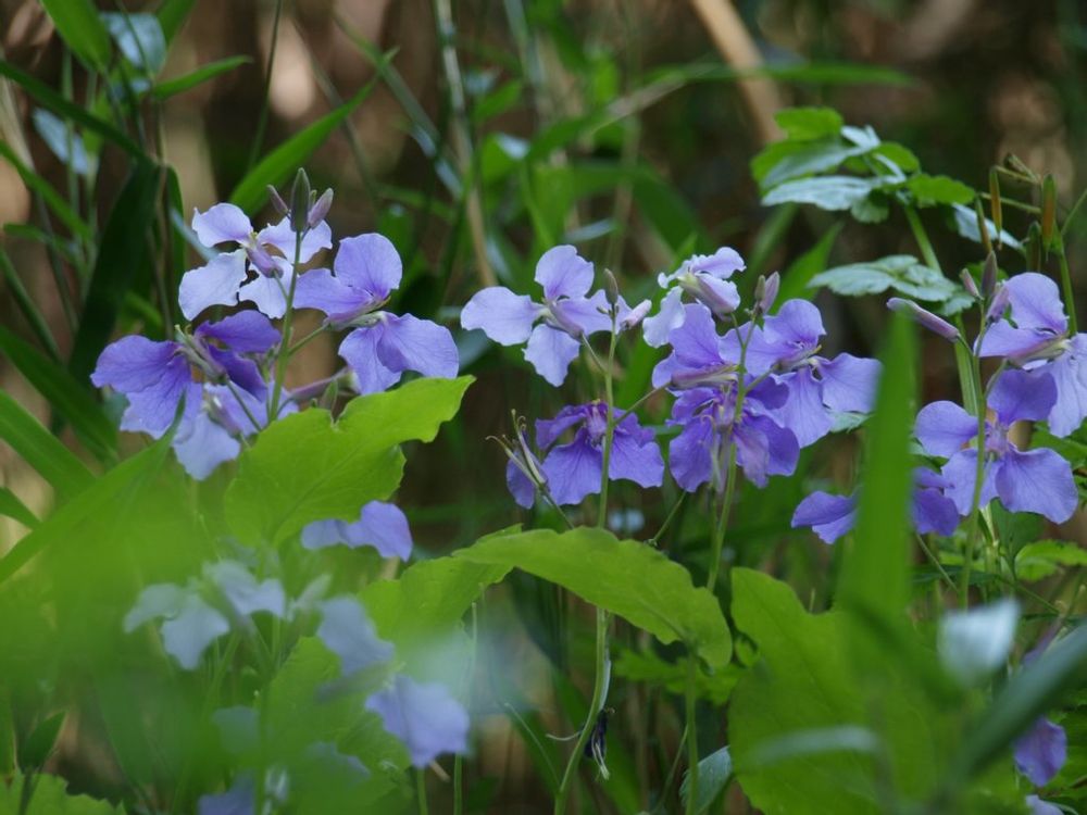 ムラサキハナナ