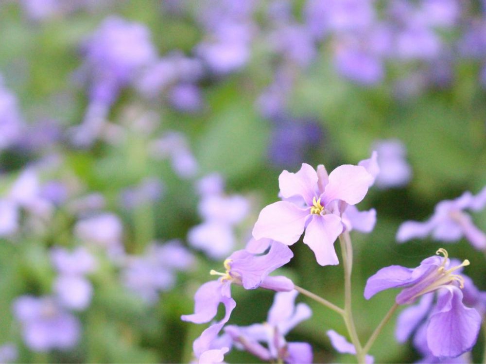 ムラサキハナナ