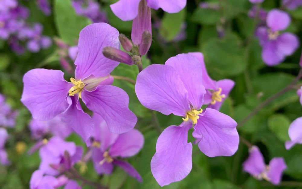 ムラサキハナナ