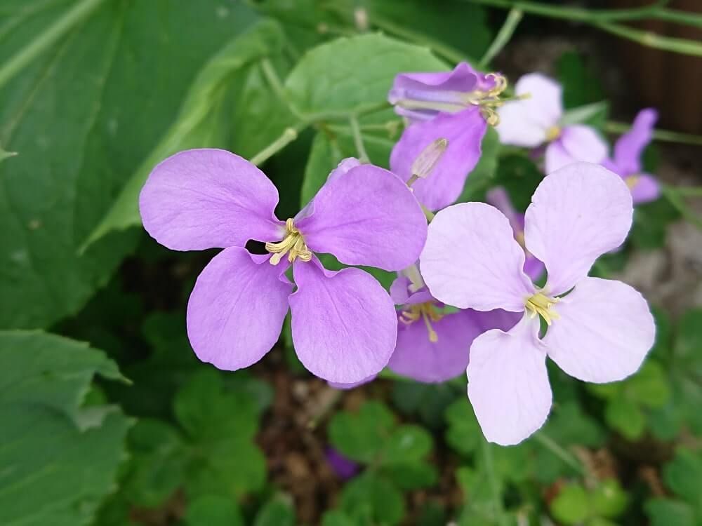 ムラサキハナナ