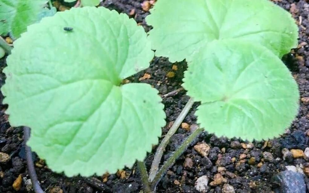 ムラサキハナナ