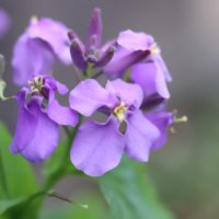 ムラサキハナナ(オオアラセイトウ)の育て方｜種まきや発芽のコツは？の画像