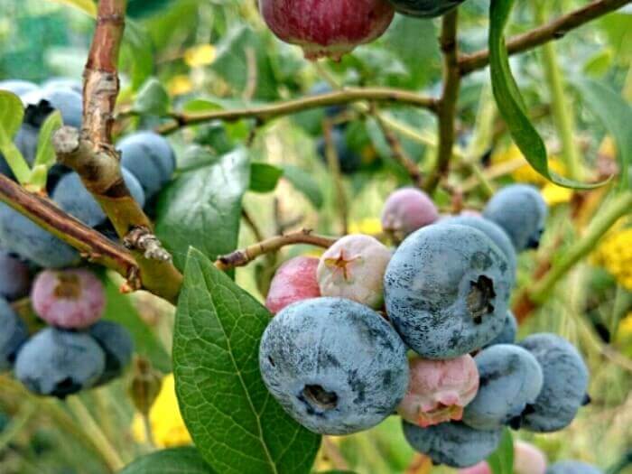 ブルーベリーの種類 自家栽培できる品種 初心者にも育てやすいのは Greensnap グリーンスナップ