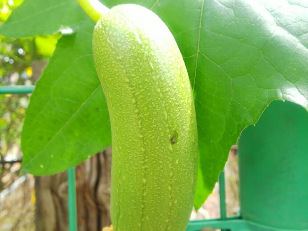 ヘチマ 糸瓜 の育て方 栽培 種まき時期 発芽のコツは 苗の植え替えは必要 Greensnap グリーンスナップ