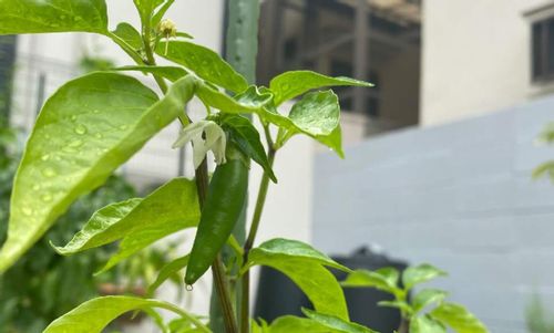 ハラペーニョの栽培 植え付けや収穫の時期は 辛さも調節できる Greensnap グリーンスナップ