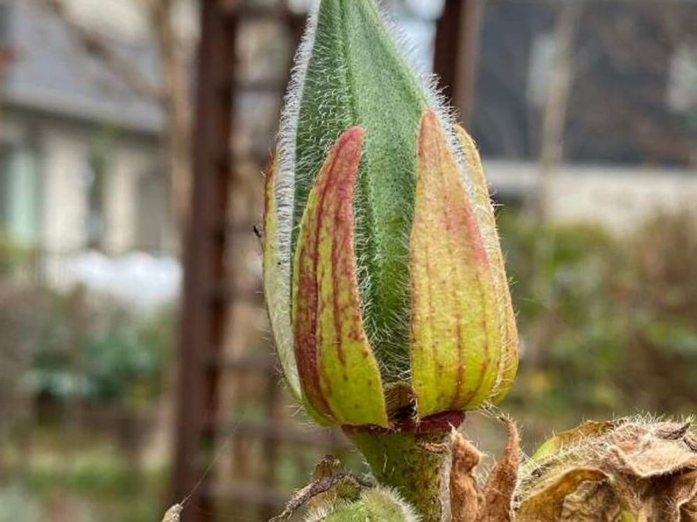 花オクラ(トロロアオイ/黄蜀葵)　蕾