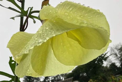 花オクラ トロロアオイ 黄蜀葵 の育て方 植え付けの時期や種まきでの増やし方 実は食べられる Greensnap グリーンスナップ