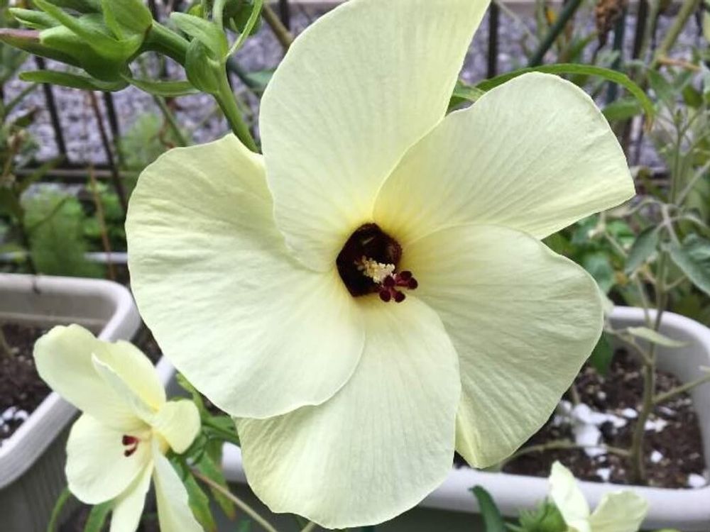 花オクラ(トロロアオイ/黄蜀葵)　白い花